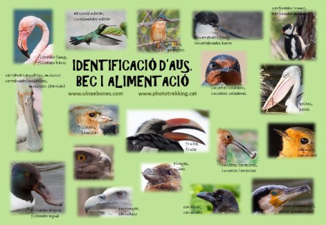 lamina identificar picos aves ulnae bones