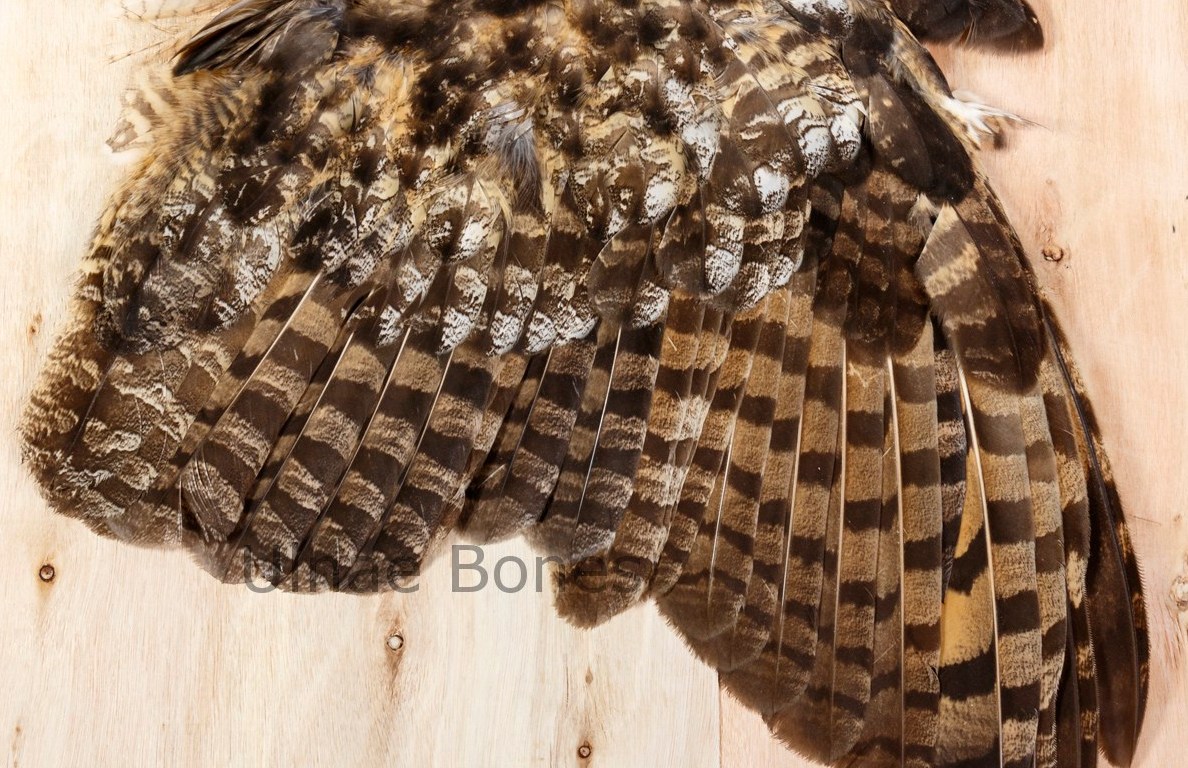 ulnae bones phototrekking tallers juliol 2018 natura