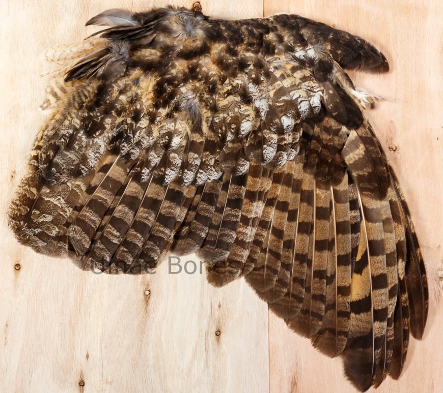 ulnae bones phototrekking tallers juliol 2018 natura