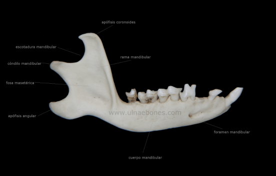 anatomia mandibula erizo ulnae bones