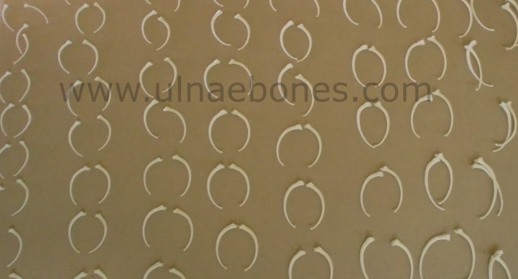 costillas piton esqueleto montado ulnae bones