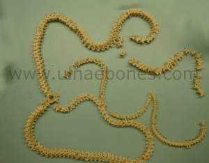 vertebras piton esqueleto montado ulnae bones