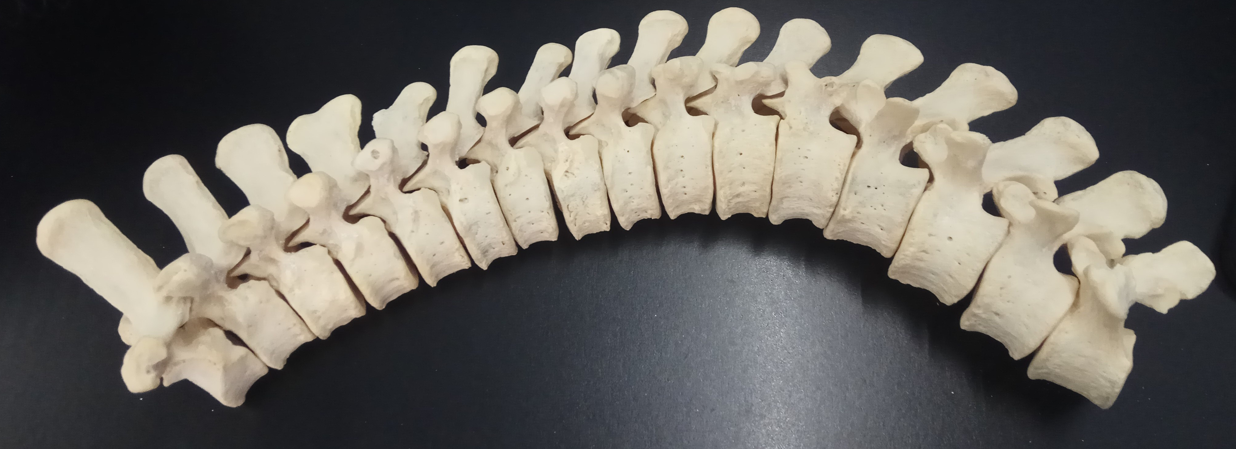 orangutan columna vertebral ulnae bones esqueleto 3d