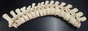 orangutan columna vertebral ulnae bones esqueleto 3d