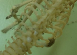 ulnae bones jineta genetta esqueleto montado