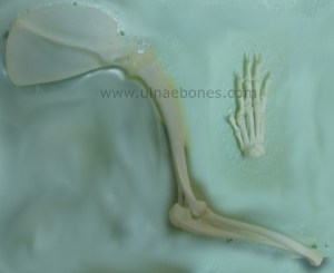 ulnae bones pata derecga jineta genetta esqueleto montado