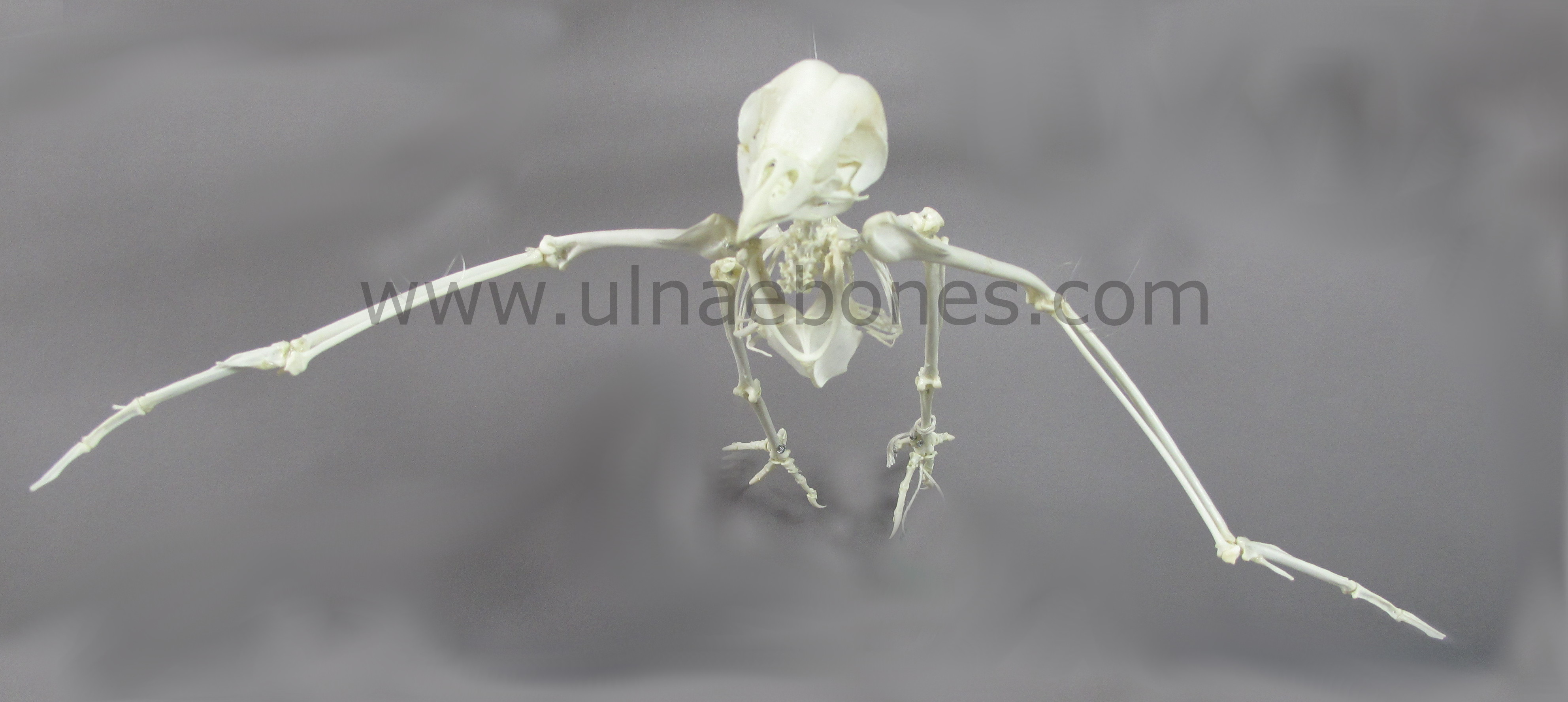 Tyto_alba_2009-3941_foto_02_1