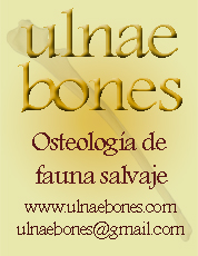 Logo UlnaeBones_vertical