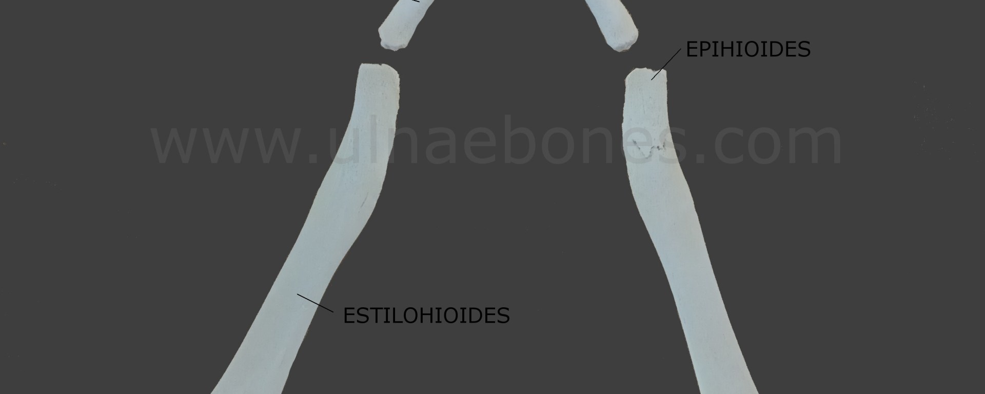 ulnae bones hueso hioides atlas osteologico