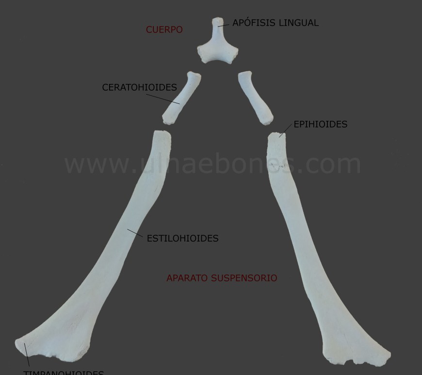 ulnae bones hueso hioides atlas osteologico