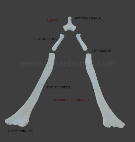 ulnae bones hueso hioides atlas osteologico
