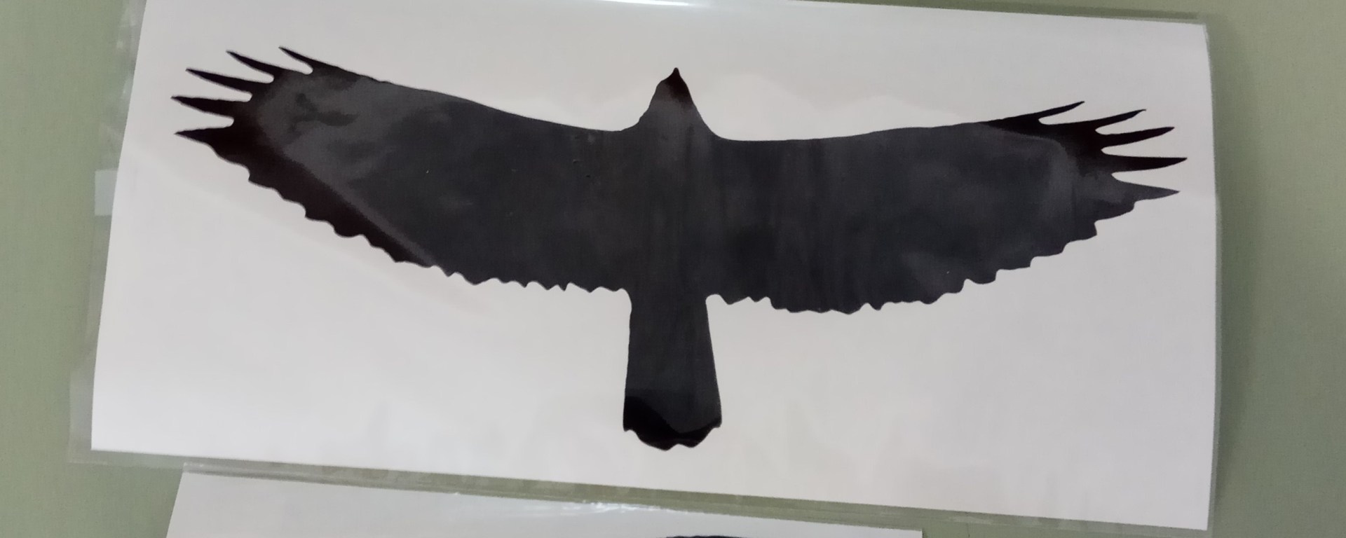 vinilo ulnae bones phototrekking aves