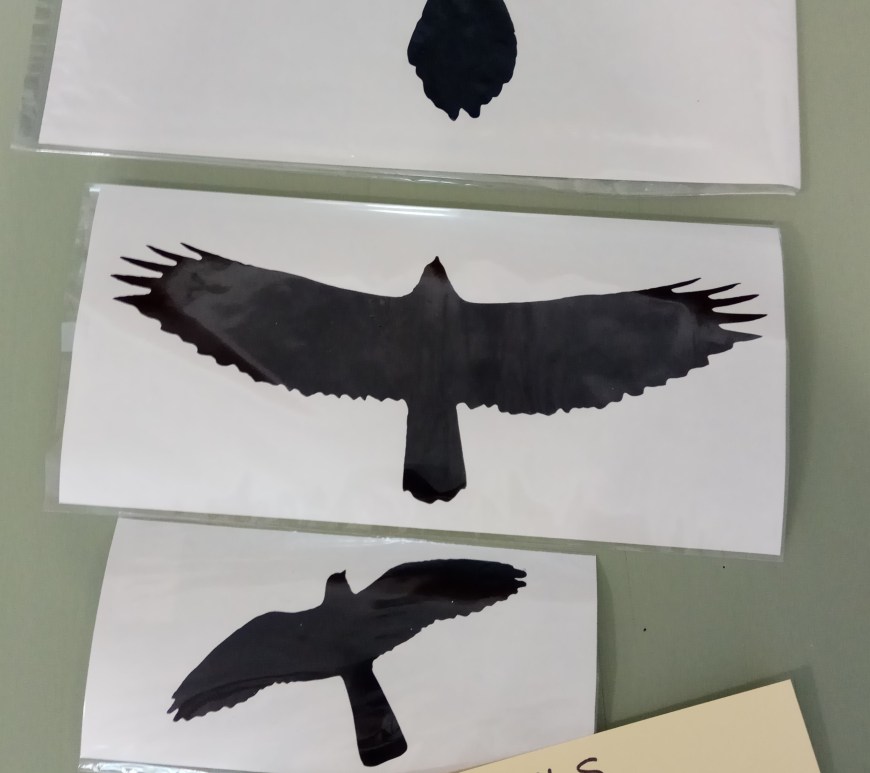 vinilo ulnae bones phototrekking aves