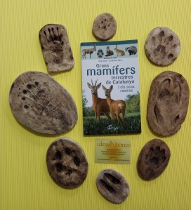 ulnae bones huellas mamiferos mamifers petjades repliques