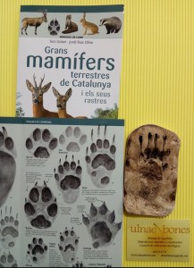 ulnae bones huellas mamiferos tejon mamifers petjades repliques