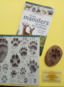 ulnae bones huellas mamiferos nutria mamifers petjades repliques