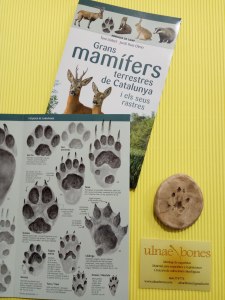 ulnae bones huellas mamiferos garduña mamifers petjades repliques