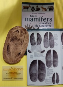 ulnae bones huellas mamiferos mamifers petjades repliques