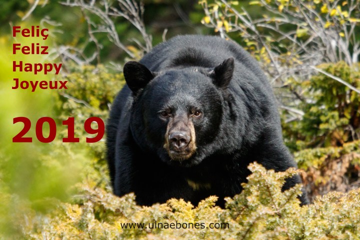 oso negro ulnae bones