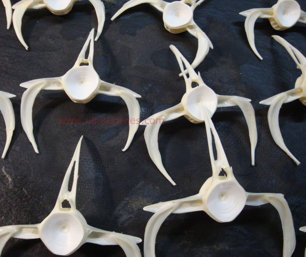 ulnae bones esqueleto skeleton arapaima giga escatas vertebras