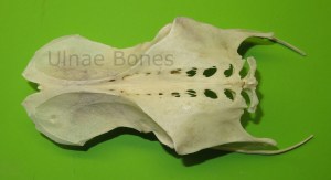 cigueña ciconia ulnae bones esqueleto skeleton