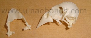ulnae bones esqueleto skeleton durbec picogordo