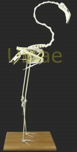 flamingo flamenco flamenc esqueleto skeleton ulnaebones