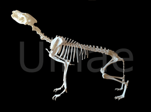 canis lupus signatus hembra wolf llop esqueleto skeleton ulnaebones