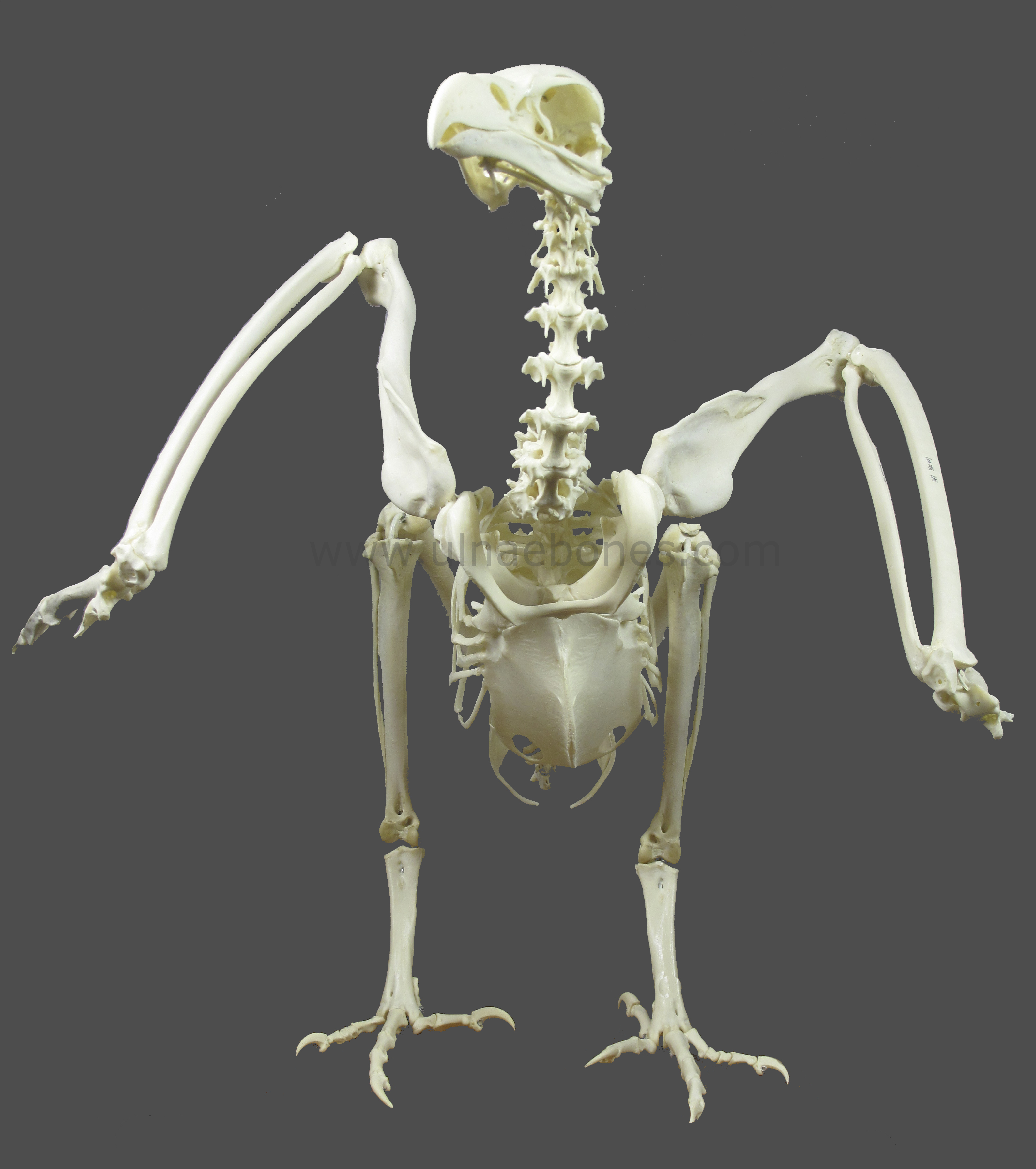 gyps fulvus esqueleto skeleton ulnaebones