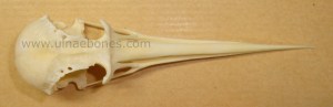 ulnae bones esqueleto skeleton himantopus craneo