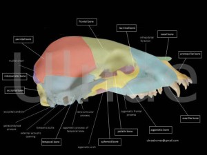 ulnaebones atlas osteologico oso pardo bebe