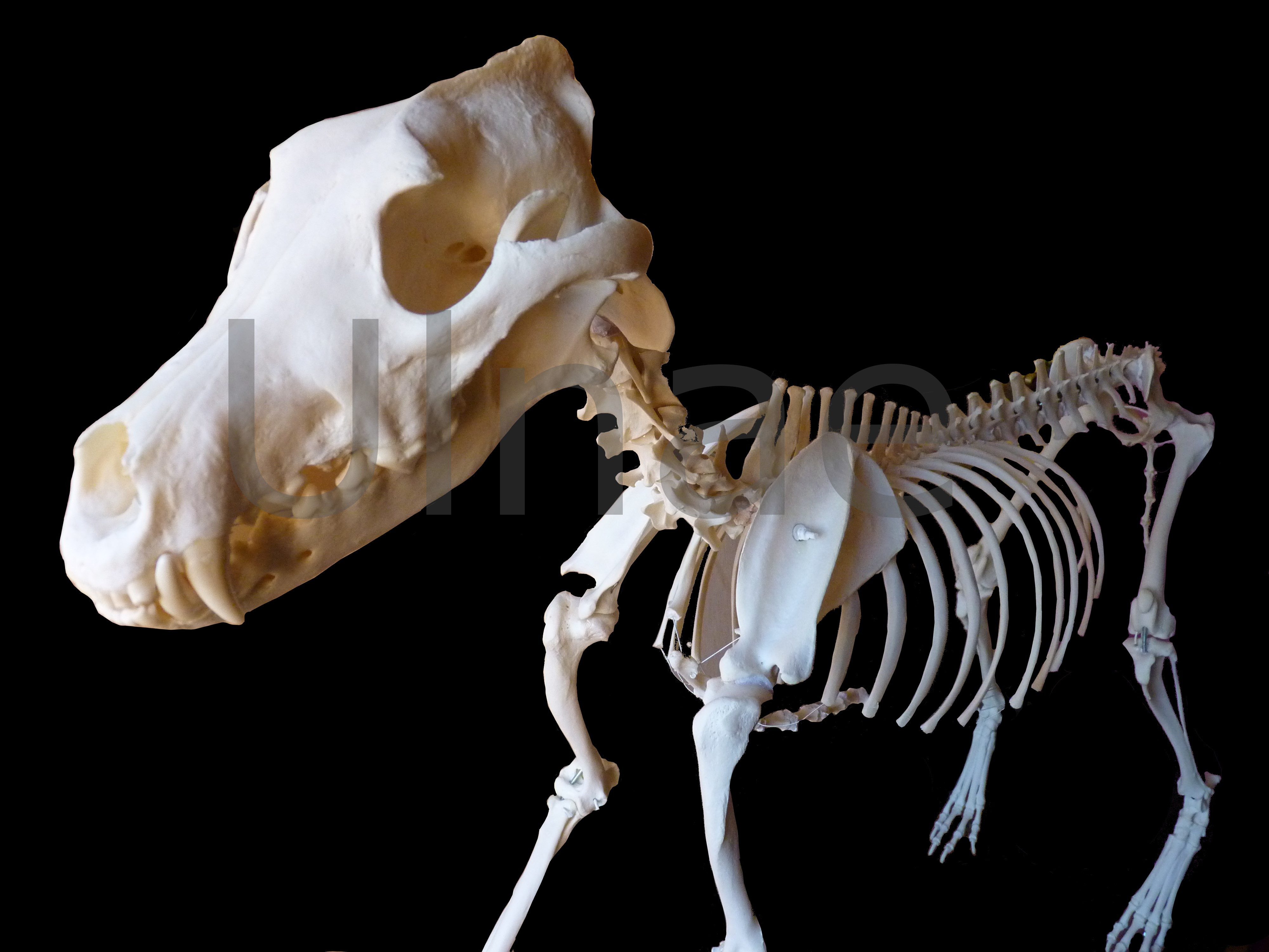 canis lupus signatus lobo skeleton ulnaebones