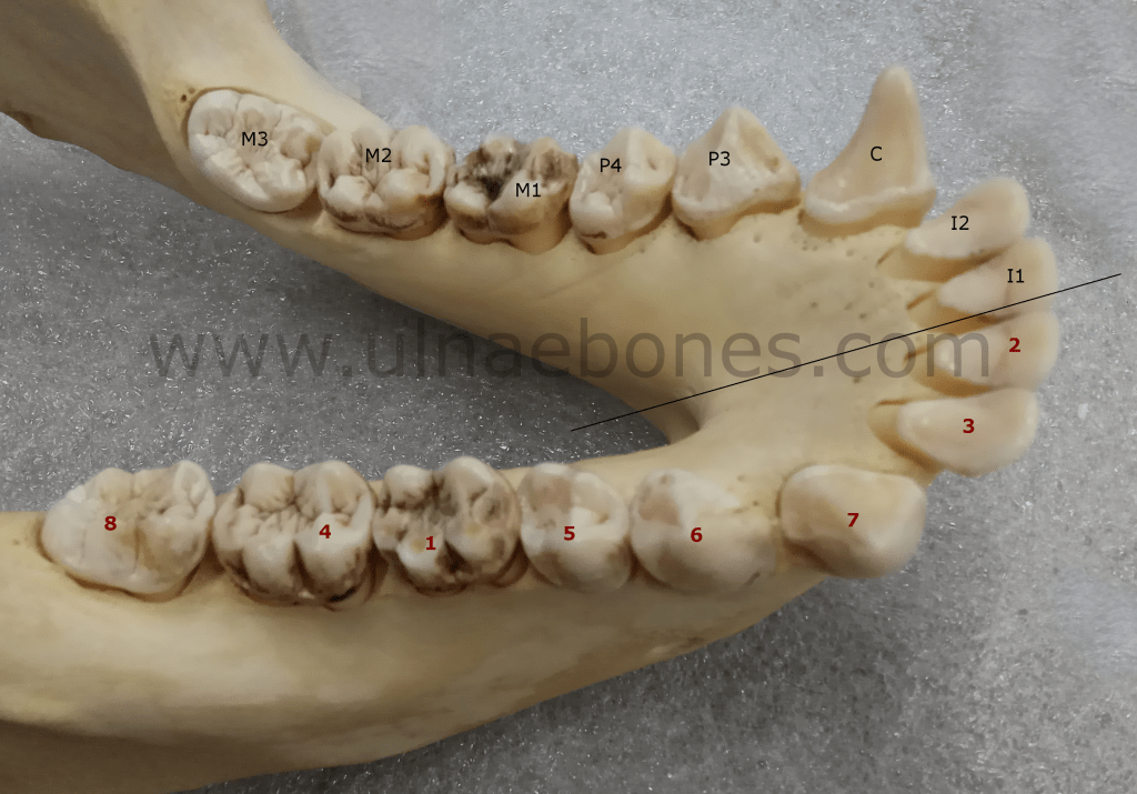 gorilla gorila mandibule skeleton ulnaebones