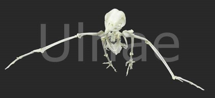 tyto alba skeleton ulnaebones