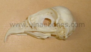 ulnae bones esqueleto skeleton pandion pescadora craneo