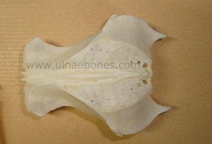 ulnae bones esqueleto skeleton pandion pescadora pelvis