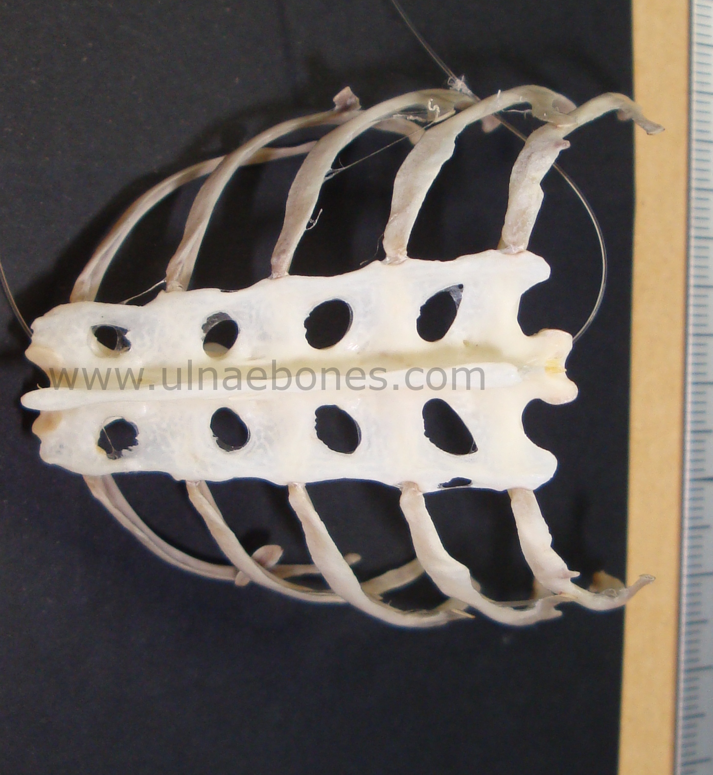 ulnae bones esqueleto skeleton halcon peregrino