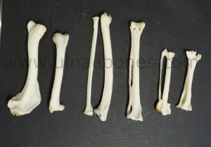 ulnae bones esqueleto skeleton halcon peregrino extremidades