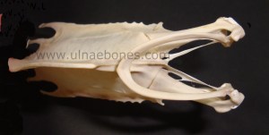 ulnae bones esqueleto skeleton pluvialis torax quilla sternum