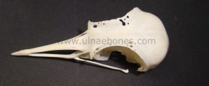 ulnae bones esqueleto skeleton pluvialis cranium craneo