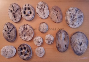 huellas replicas ulnaebones