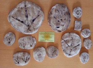 huellas replicas ulnaebones