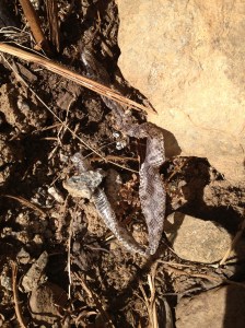 educacion ambiental ulnaebones rastros