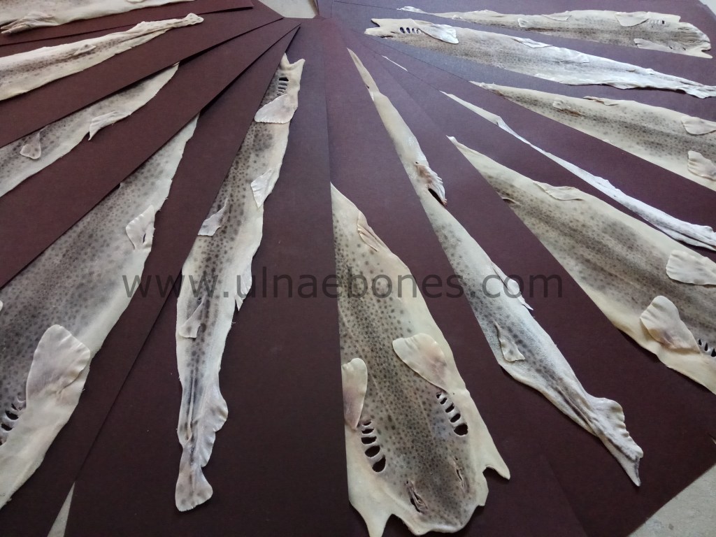 tauro gat mediapro ulnaebones taxidermia tiburon piel estudio plana