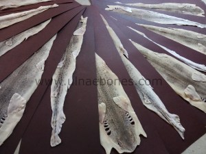 tauro gat mediapro ulnaebones taxidermia tiburon piel estudio plana