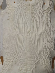 arapaima gigas ulanebones esqueleto montado cosmocaixa