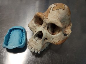 australopithecus ulanebones osteologia