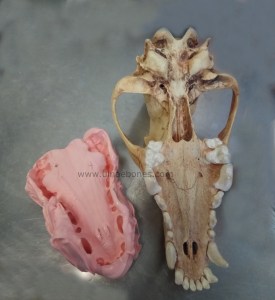 replicas australopithecus ulanebones osteologia lobo denticion resina