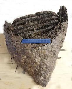 ulnaebones nido avispa asiatica