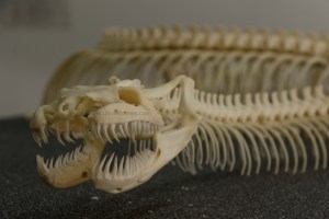 eunectes notaeus anaconda ulnaebones craneo esqueleto montaje